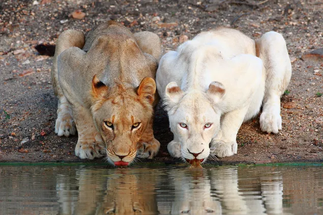 2頭のライオンが水を飲む