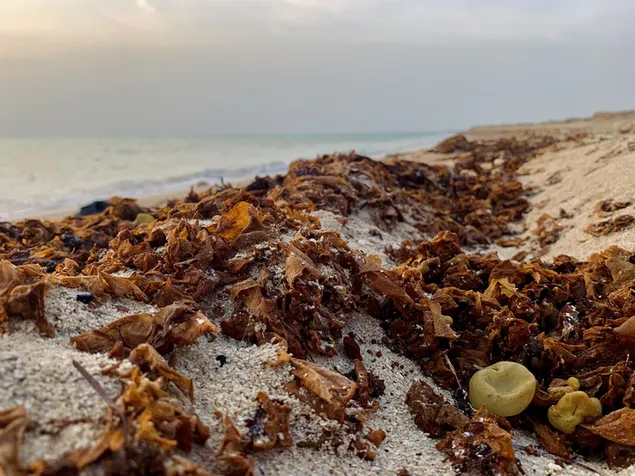 fwD~ jmyl@ `l~ lshTy' ltnzyl