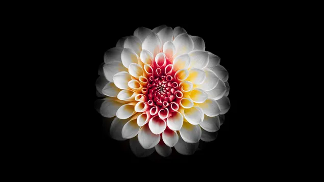 A beautiful white dahlia flower and black background download