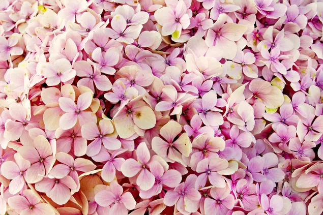Ein Bett aus rosa Hydregea-Blüten