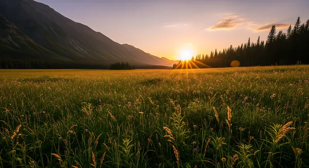 spirashch d''kha izgrev osvetyava spokoyna zelena polyana s divi tsvetya, razpolozhena na fona na dramatichni planinski sklonove i reditsa ot t''mni borove. izteglyane
