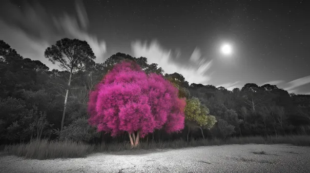 Canlı kırmızı yapraklar ve ağaçlarla dolu bir çayırı gösteren büyüleyici siyah beyaz manzara 2K duvar kağıdı