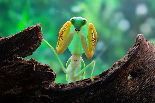A cheerful praying mantis on wood in front of the blurry green plant backdrop download