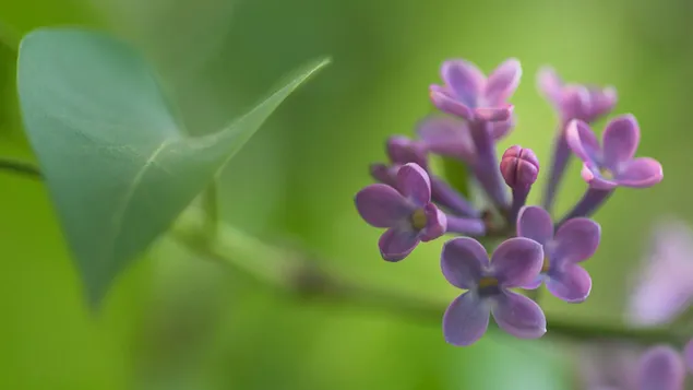 Một chiếc lá rõ ràng và bông hoa màu tím trên nền màu xanh lá cây