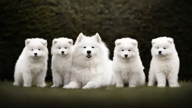 Una linda familia de perros samoyedos descargar