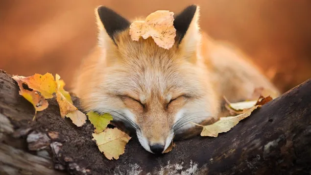 Seekor rubah lucu yang tertidur di dedaunan musim gugur