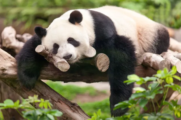 Seekor panda lucu tertidur di dahan di hutan