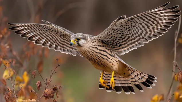 sakalas skrenda placiai isskleidusiais sparnus atsisiusti