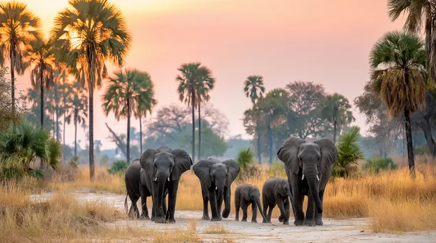 Породица слонова у залазак сунца 2K позадина