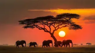 rodina slonu kracicich za soumraku pres africkou savanu stahnout