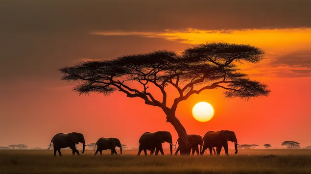 porodica slonova hoda preko africke savane u sumrak preuzmi