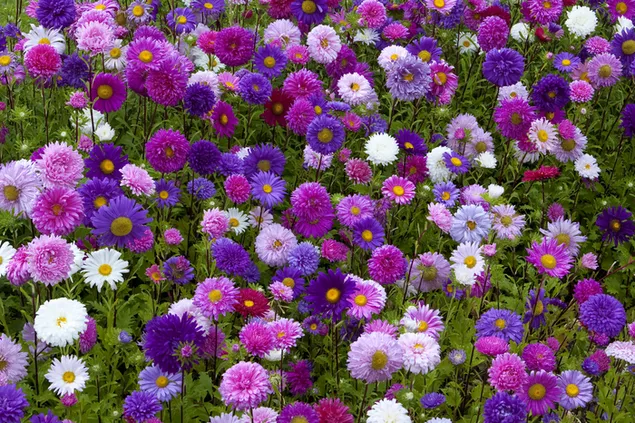 A field of daisies and colorful flowers