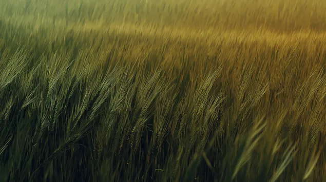 Një fushë me drithëra që lëkundet butësisht në një dritë të artë 2K sfond