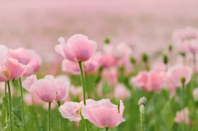 A field of pink poppy flowers  4K wallpaper