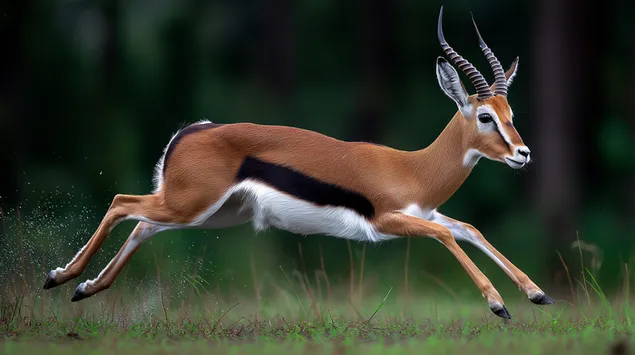Uma gazela saltando graciosamente pela savana, ação dinâmica 2K papel de parede