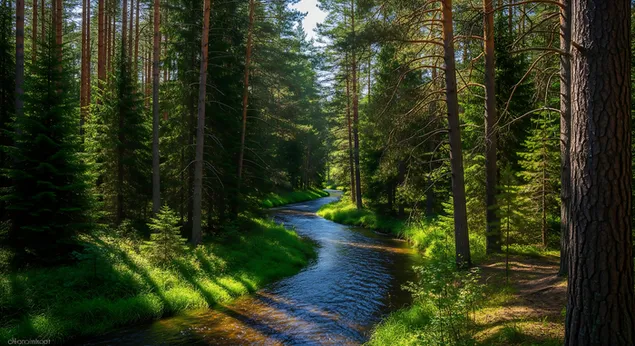 tichy potucek se vine bujnym, sluncem zalitym lesem, obklopenym vysokymi borovicemi a zarivou zeleni v srdci prirody. stahnout