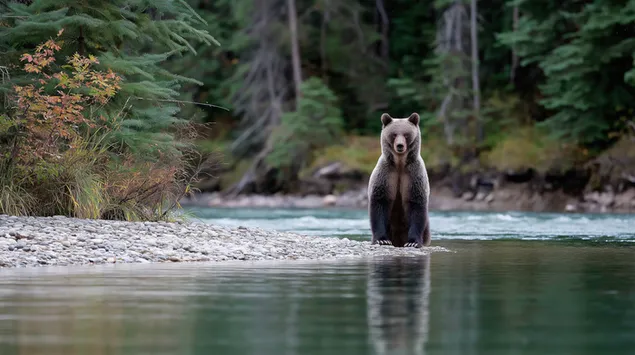 egy grizzly medve ul egy folyoban letoltes