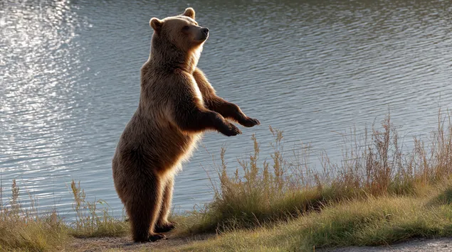 grizzly stoji uspravno na rubu rijeke preuzmi