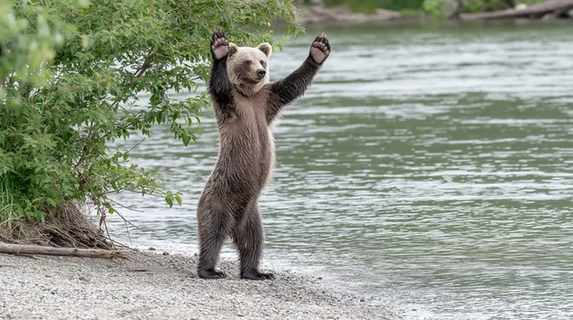 grizzly medvjed stoji uspravno pored rijeke preuzmi