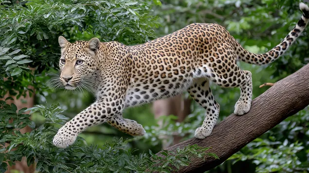 lampart na galezi drzewa w lesie pobierz