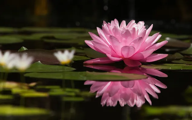 Ein einsames Seerosenrosa