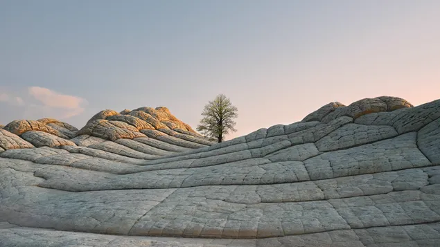 岩の上に孤独な木