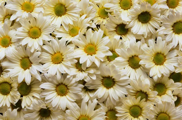 Banyak pemandangan bunga aster berwarna putih