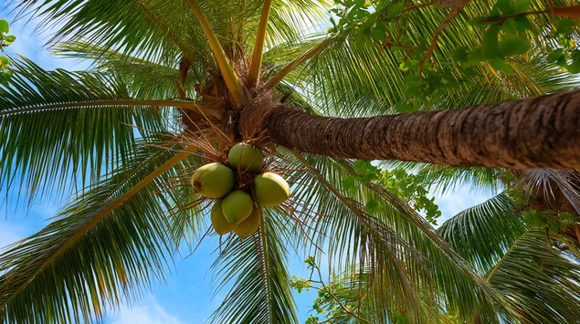 Pogled iz niskog ugla na živopisne zelene kokose koji vise s bujne palme 2K pozadina