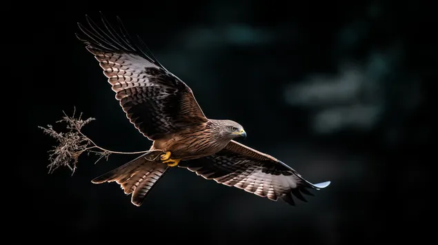 Një grabitqar madhështor në fluturim me material për folezim 2K sfond