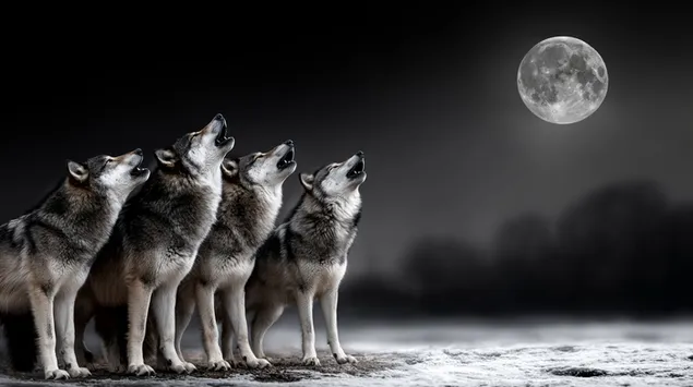 Hình nền Một bầy sói tru dưới trăng tròn 2K