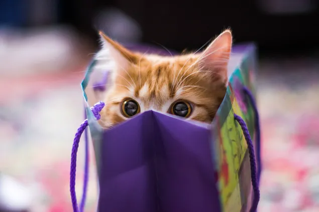 Un regalo perfecto, gato atigrado naranja dentro de una bolsa 2K fondo de pantalla