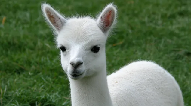 Taustpilt Portree noorest alpakast, kes vaatab kaamerasse 2K