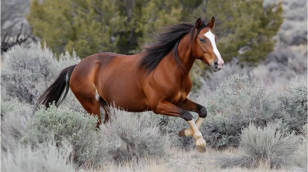 muat turun seekor kuda liar yang kuat berlari melalui berus padang pasir