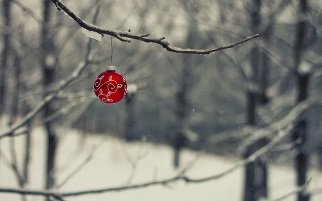 Црвена куглица виси на снежној грани дрвета HD позадина