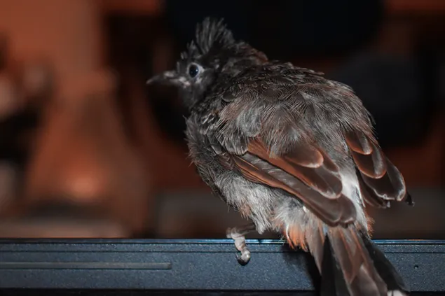 spasennyy ptenets byul'byulya skachat'