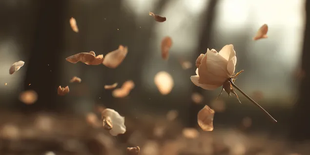 jedna ruza i laticaste latice preuzmi