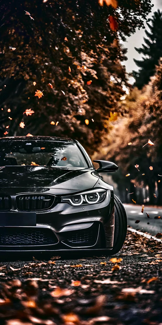elegancki czarny samochod zaparkowany wsrod dywanu jesiennych lisci na drodze obsadzonej drzewami pobierz