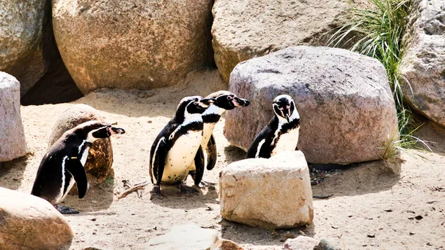 Yi Xiao Qun Hong Bao Qi E Yao Yao Huang Huang Di Hui Jia Xia Zai