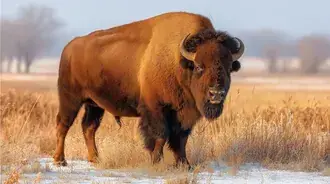 A solitary bison standing in a tranquil winter field 2K wallpaper
