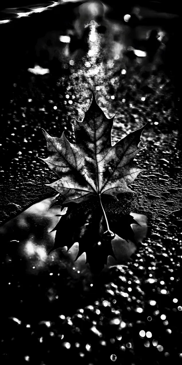 'n Enkele blaar rus op 'n nat oppervlak met glinsterende druppels wat lig weerkaats in hierdie monochromatiese nabyskoot. 2K muurpapier