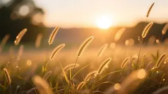 a sunlit field glows with golden grasses during sunrise, capturing the warm and dreamy ambiance of the early morning in nature