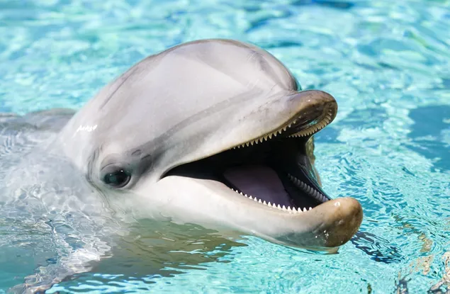'n Soet dolfyn met 'n pragtige glimlag in die water aflaai