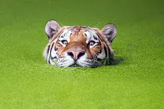 Seekor harimau bersiap untuk berburu di air tempat alga hijau alami menumpuk HD wallpaper