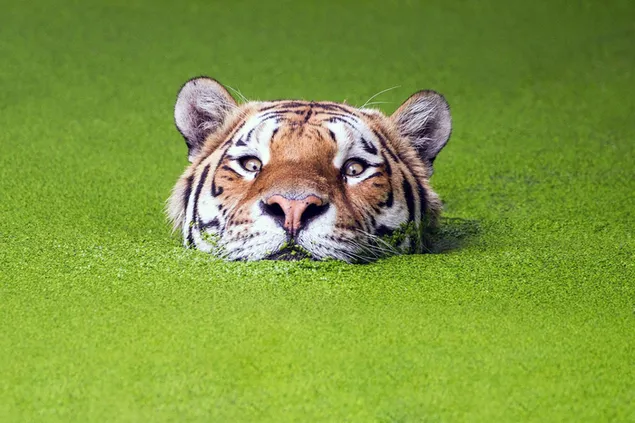 Seekor harimau bersiap untuk berburu di air tempat alga hijau alami menumpuk