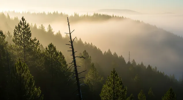 mirna magla prekriva gustu borovu sumu dok jutarnje sunce izlazi, bacajuci meku zlatnu svjetlost i njezne sjene preko mirnog krajolika. preuzmi