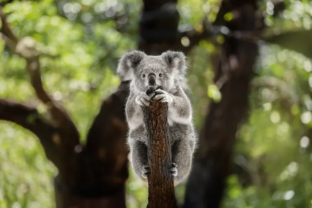 A tree-dwelling marsupial mammal koala gazing into the lens with puzzled expression