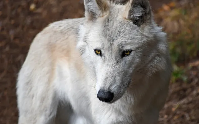 一隻白狼 4K 壁紙