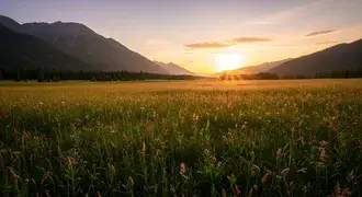 a wide grassy meadow shines under the first light of sunrise, with golden tones illuminating wildflowers and mountains lining the horizon download