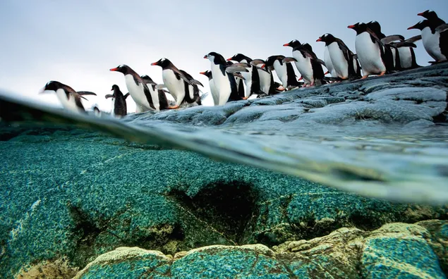 A wonderful shot of penguins, which are wonderful creatures with black and white colors