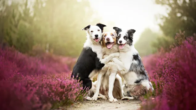 Abrazo de perro grupal en el campo de flores moradas